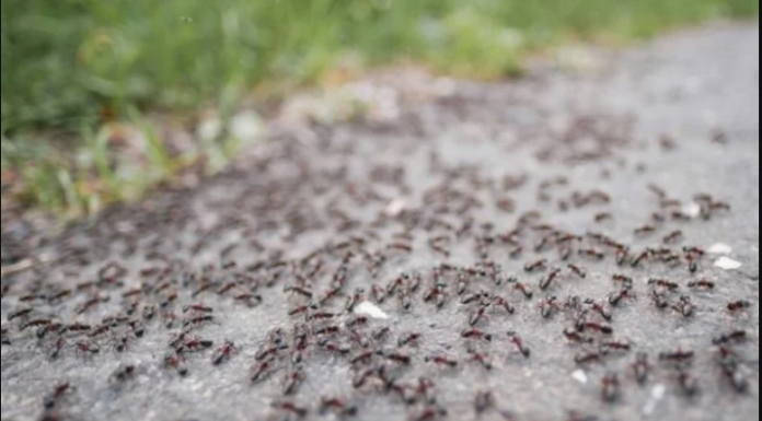 BJEŽE KAO LUDI: Ovo je “bijela smrt” za mrave, a nije ni so, ni soda bikarbona!