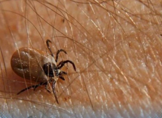 Ova namirnica je spas ako vam se krpelj zakači za kožu: Samo je pospite po njemu