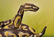 99 % LJUDI VIDI ZMIJU NA SLICI I SVI GRIJEŠE: Optička iluzija sve zaludjela, a evo šta RJEŠENJE govori o vašem KARAKTERU