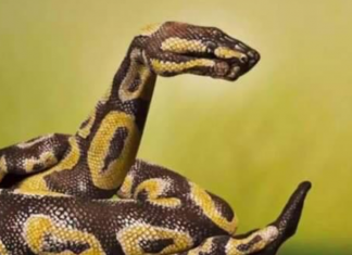 99 % LJUDI VIDI ZMIJU NA SLICI I SVI GRIJEŠE: Optička iluzija sve zaludjela, a evo šta RJEŠENJE govori o vašem KARAKTERU