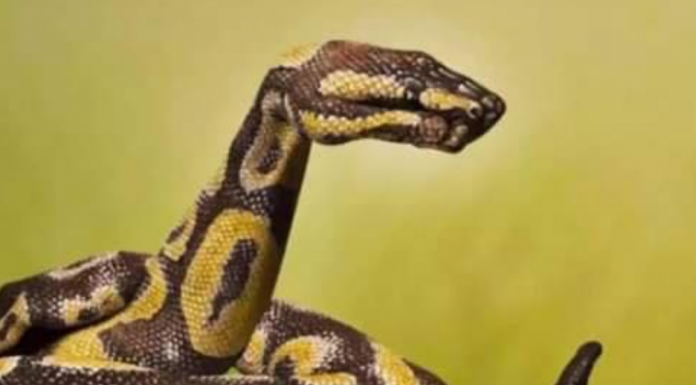 99 % LJUDI VIDI ZMIJU NA SLICI I SVI GRIJEŠE: Optička iluzija sve zaludjela, a evo šta RJEŠENJE govori o vašem KARAKTERU