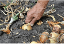 Nemojte zaboraviti krajem MAJA bitno gnojivo za luk- EVO KAKO DA SE SPREMITE ZA NAJVEĆU BERBU IKADA