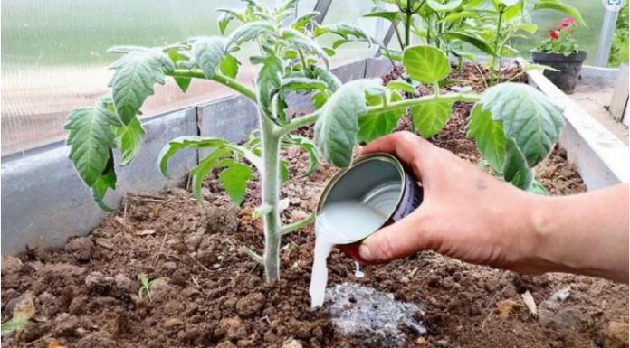 Vrtlari, ovo je ono čime hraniti PARADAJZE nakon sadnje: Sipajte ovo na rasadima i imaće više plodova nego listova!