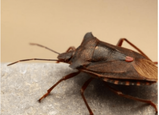 Smrdibube se strašno plaše mirisa ove biljke: Nabavite je i zauvijek ćete ih otjerati iz svog doma