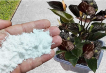 Više ne koristim NIKAKVA druga gnojiva: OVO stavite u saksiju i nećete prepoznati svoje cvijeće!