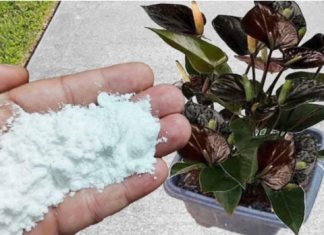 Više ne koristim NIKAKVA druga gnojiva: OVO stavite u saksiju i nećete prepoznati svoje cvijeće!