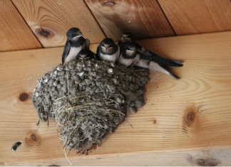 AKO IMATE GNIJEZDO LASTAVICA, nipošto ga ne dirajte: Evo šta ono znači prema narodnom vjerovanju