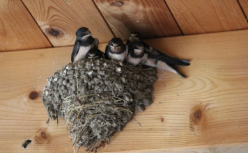 AKO IMATE GNIJEZDO LASTAVICA, nipošto ga ne dirajte: Evo šta ono znači prema narodnom vjerovanju