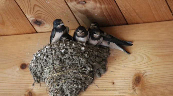 AKO IMATE GNIJEZDO LASTAVICA, nipošto ga ne dirajte: Evo šta ono znači prema narodnom vjerovanju