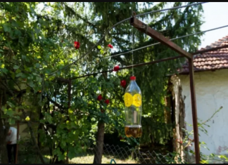 Poslije sat vremena više nećete vidjeti muhu, ni komarca u blizini: SMUĆKAJTE IM POSLJEDNJU VEČERU