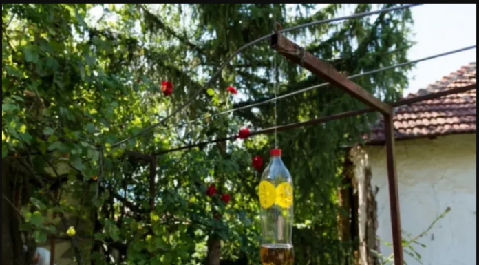 Poslije sat vremena više nećete vidjeti muhu, ni komarca u blizini: SMUĆKAJTE IM POSLJEDNJU VEČERU
