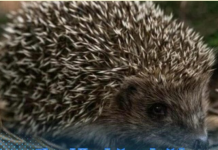 Ako vidite ježa u bašti, to nije slučajnost: Njegov dolazak ima važno značenje, evo i koje