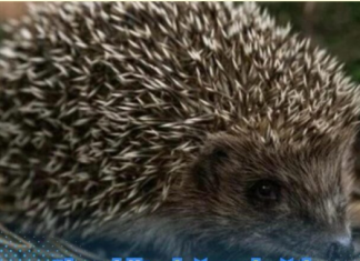 Ako vidite ježa u bašti, to nije slučajnost: Njegov dolazak ima važno značenje, evo i koje