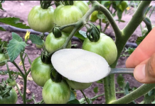 Veoma važna ishrana paradajza u JUNU: SAMO 1 kašičicu ovog čuda sipajte u vodu i ODMAH!