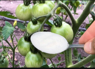 Veoma važna ishrana paradajza u JUNU: SAMO 1 kašičicu ovog čuda sipajte u vodu i ODMAH!