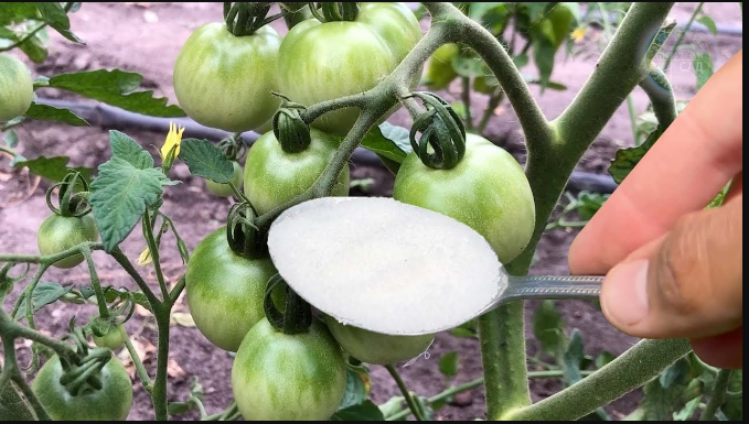 Veoma važna ishrana paradajza u JUNU: SAMO 1 kašičicu ovog čuda sipajte u vodu i ODMAH!