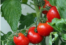 Samo posađen na ovaj način PARADAJZ ĆE RAĐATI BOGATO i do kasne jeseni