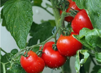 Samo posađen na ovaj način PARADAJZ ĆE RAĐATI BOGATO i do kasne jeseni