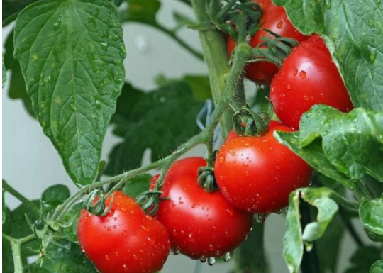 Samo posađen na ovaj način PARADAJZ ĆE RAĐATI BOGATO i do kasne jeseni