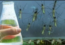 U kući više nećete naći komarce ni muhe: Jednostavno kućno rješenje koje će ih TRAJNO otjerati (RECEPT)!