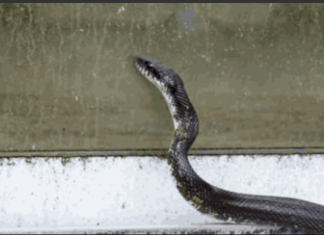 Mogu li se zmije penjati uz fasadu i stepenice i tako ulaziti u kuće? STIGAO JE ODGOVOR