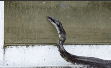 Mogu li se zmije penjati uz fasadu i stepenice i tako ulaziti u kuće? STIGAO JE ODGOVOR