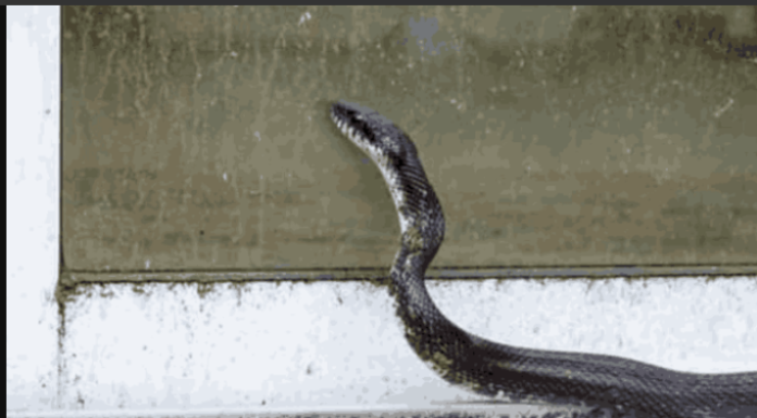 Mogu li se zmije penjati uz fasadu i stepenice i tako ulaziti u kuće? STIGAO JE ODGOVOR