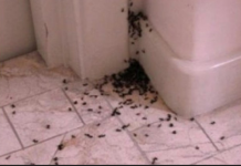 Mrav beži iste sekunde iz kuće kada oseti ovaj miris: Poprskajte po ćoškovima – nema šanse da uljezi ponovo dođu