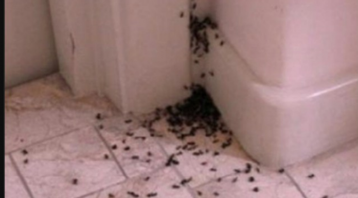 Mrav beži iste sekunde iz kuće kada oseti ovaj miris: Poprskajte po ćoškovima – nema šanse da uljezi ponovo dođu