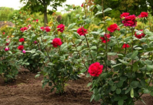 U zemlju oko ruža zakopajte 1 jeftinu namirnicu: Cvjetat će kao lude sve do kasne jeseni