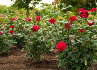 U zemlju oko ruža zakopajte 1 jeftinu namirnicu: Cvjetat će kao lude sve do kasne jeseni