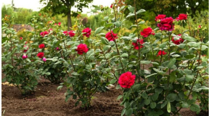 U zemlju oko ruža zakopajte 1 jeftinu namirnicu: Cvjetat će kao lude sve do kasne jeseni
