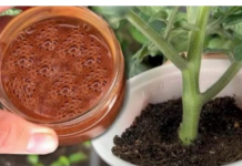 Za nedelju dana paradajz ima stabljiku deblju od malog prsta! Zalijevam ga OVOM smjesom..