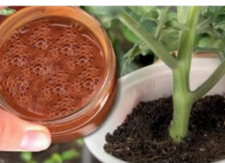 Za nedelju dana paradajz ima stabljiku deblju od malog prsta! Zalijevam ga OVOM smjesom..