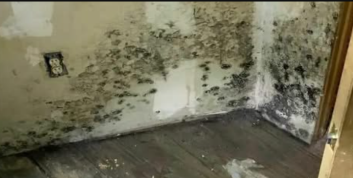 Stari SAVJET kako trajno ukloniti plijesan na zidovima vašeg stana: Nestat će i nikada se više neće pojaviti!