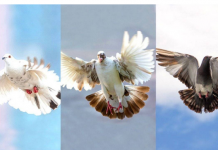 TEST: Odaberite jednog goluba isaznajte šta će se dogoditi u sljedeća 3 dana!