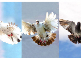 TEST: Odaberite jednog goluba isaznajte šta će se dogoditi u sljedeća 3 dana!