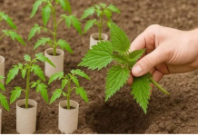 Kada sadiš PARADAJZ obavezno uradi ovo jače je od 100 gnojiva!!