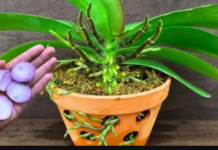 Samo 1 tanka kriška sedmično i imat ćete EKSPLOZIJU cvijeća: Na svakoj stabljici ima najmanje 30 cvjetova!