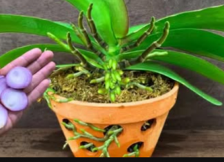 Samo 1 tanka kriška sedmično i imat ćete EKSPLOZIJU cvijeća: Na svakoj stabljici ima najmanje 30 cvjetova!