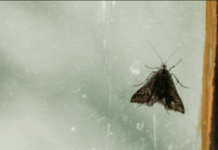 Moljci bježe kao ludi od ovoga, kao i ostale štetočine! Treba vam samo sitnica koju svako ima u domu