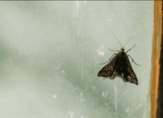 Moljci bježe kao ludi od ovoga, kao i ostale štetočine! Treba vam samo sitnica koju svako ima u domu