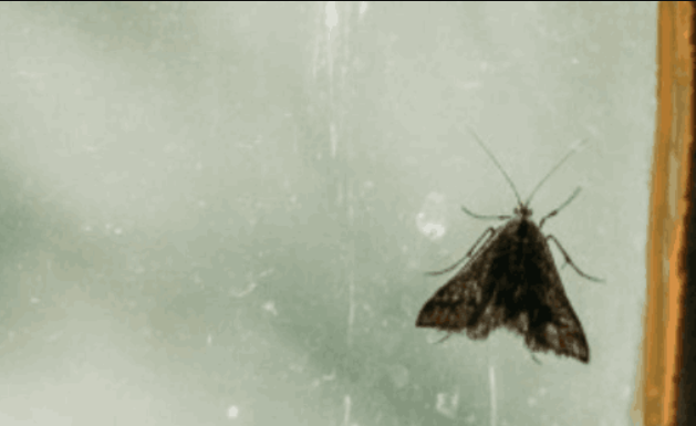 Moljci bježe kao ludi od ovoga, kao i ostale štetočine! Treba vam samo sitnica koju svako ima u domu