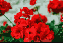 Ove 4 stvari muškatle ne podnose: Zbog toga nemaju mnogo cvjetova i listovi im žute