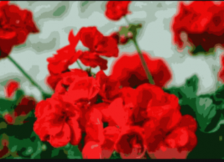 Ove 4 stvari muškatle ne podnose: Zbog toga nemaju mnogo cvjetova i listovi im žute