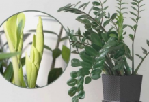 Samo 3 supene kašike i zamiokulkas ćedati PUNO novih listova!