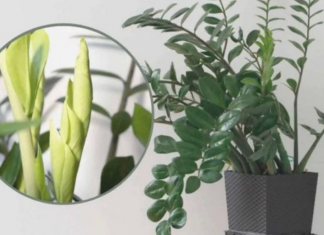 Samo 3 supene kašike i zamiokulkas ćedati PUNO novih listova!