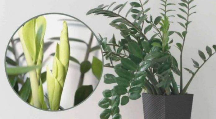 Samo 3 supene kašike i zamiokulkas ćedati PUNO novih listova!