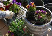 Kada sadite cveće, zakopajte mrvicu ovoga na dno saksije: Za nekoliko dana bujaće kao lude