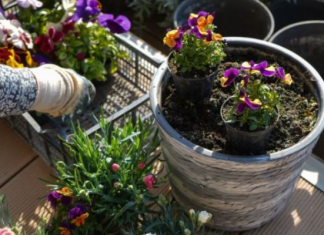 Kada sadite cveće, zakopajte mrvicu ovoga na dno saksije: Za nekoliko dana bujaće kao lude